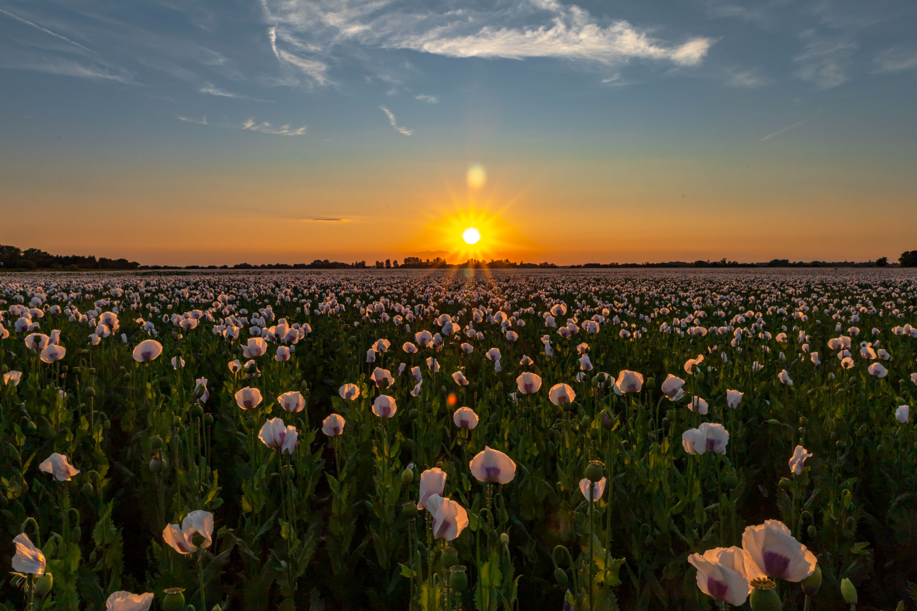 Sunset over the poppy field
